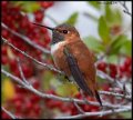 _8SB0205 rufous hummingbird